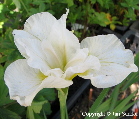 Iris sibirica 'Moon Silk', siperiankurjenmiekka